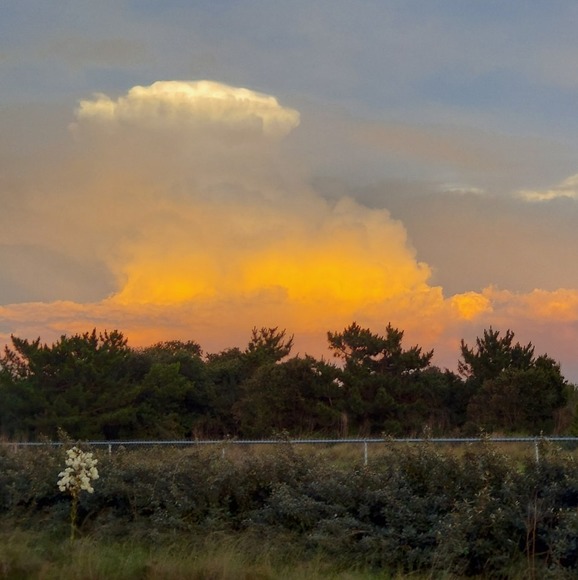 Meet your Posher, Allison - Picture 1 of 1